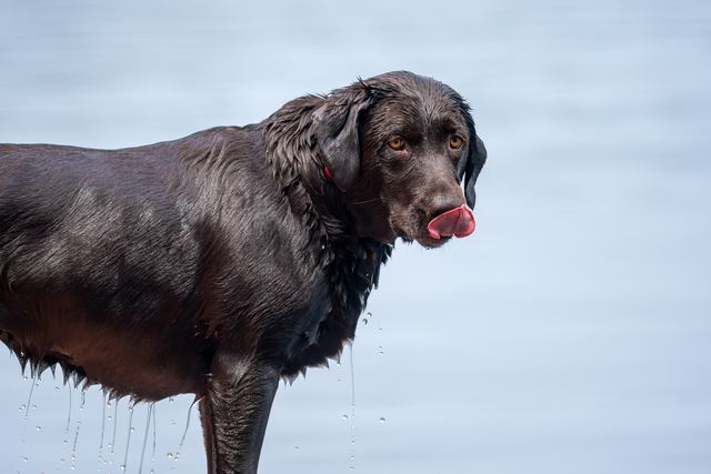 Sadie, wading in