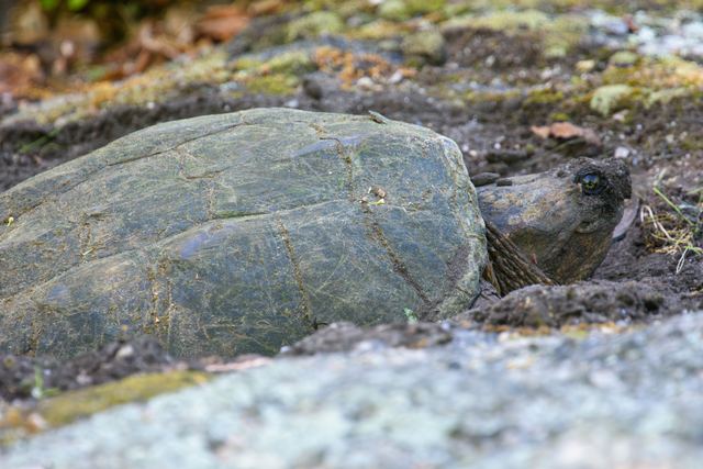 Common Snapping Turtle