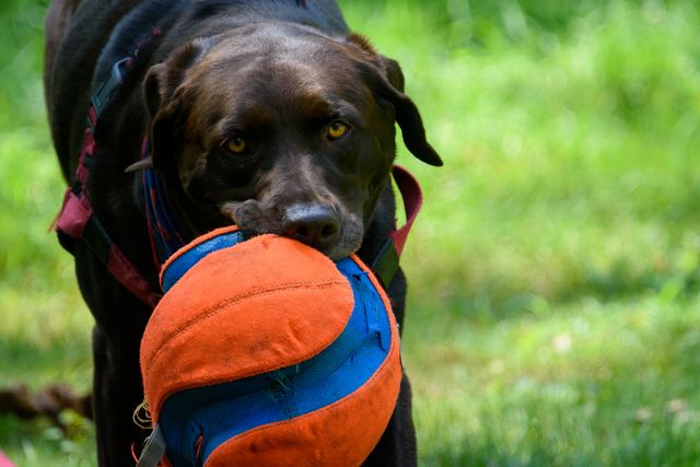 Sadie, fetching