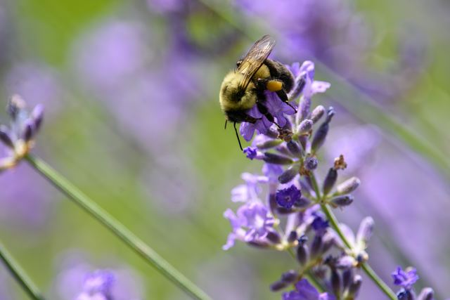 Bumble Bee