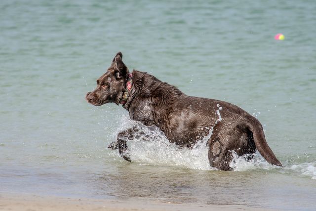 Sadie through the shallows