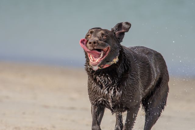 Sadie, big smile
