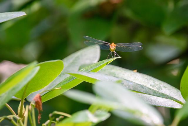 Dragonfly