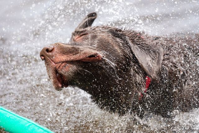 Sadie shakes off