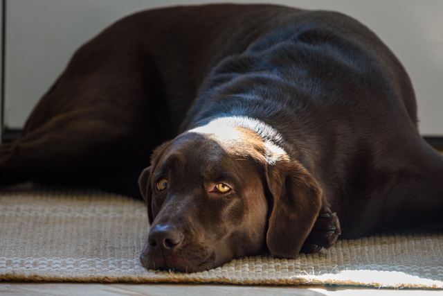 Sadie in a sunbeam