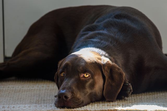 Sadie, afternoon light