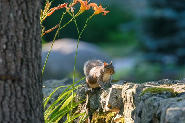 Eastern Gray Squirrel