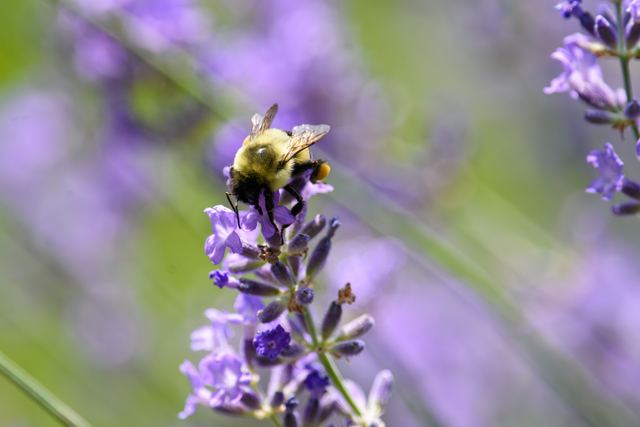 Bumble Bee