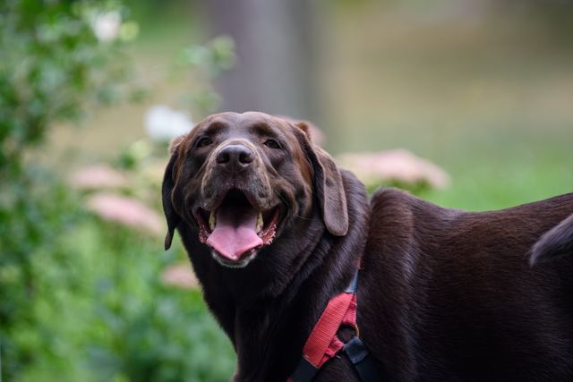 Sadie, summer grin