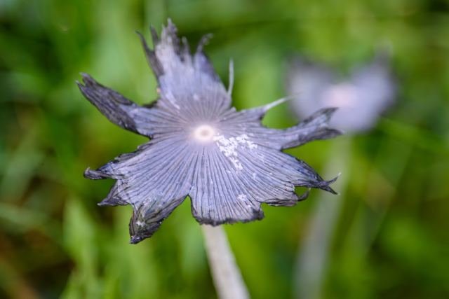 Inkcap Mushroom