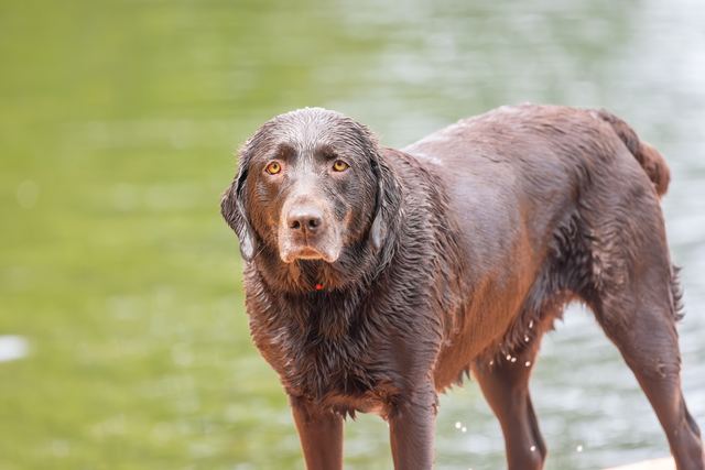 Sadie after the swim