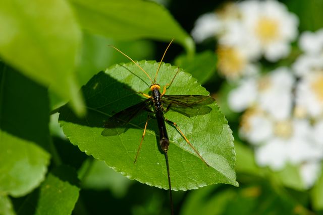 Ichneumon Wasp