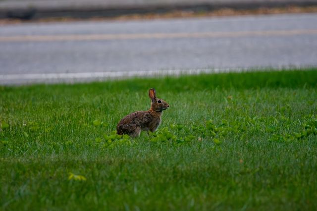 Eastern Cottontail