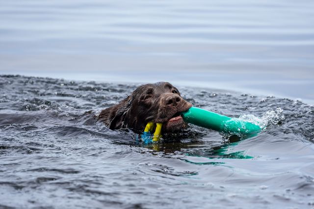 Sadie swimming it in