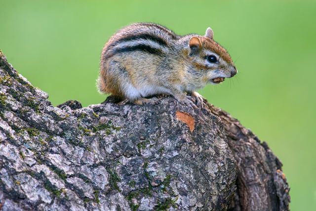 Eastern Chipmunk