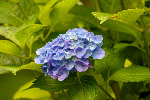 Hydrangea