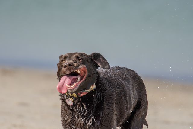 Sadie, tongue out