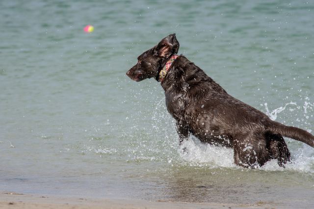 Sadie hits the surf