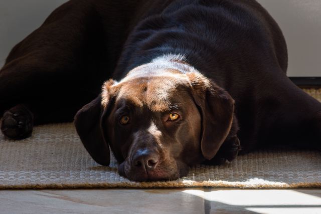 Sadie, sunlit nap