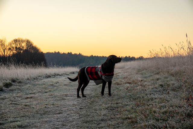 Sadie, first frost