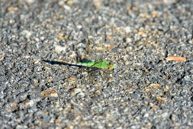 Eastern Pondhawk
