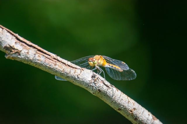 Meadowhawk